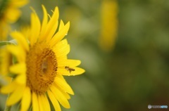 ミツバチと向日葵