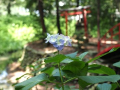 紫陽花は一瞬でした