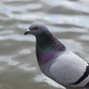 pigeon