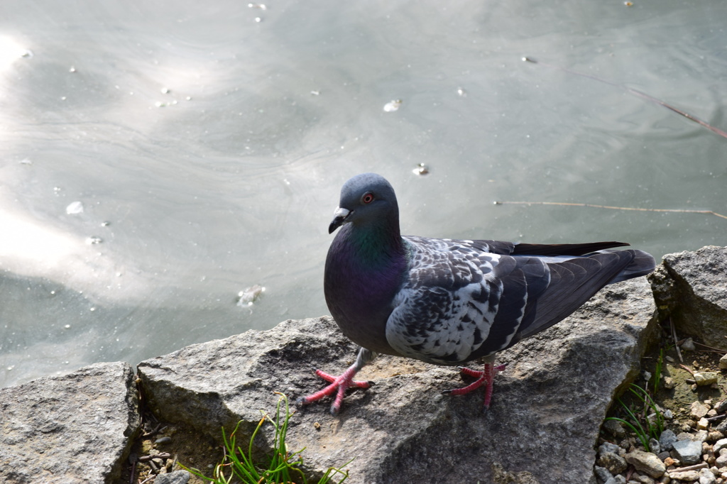 pigeon