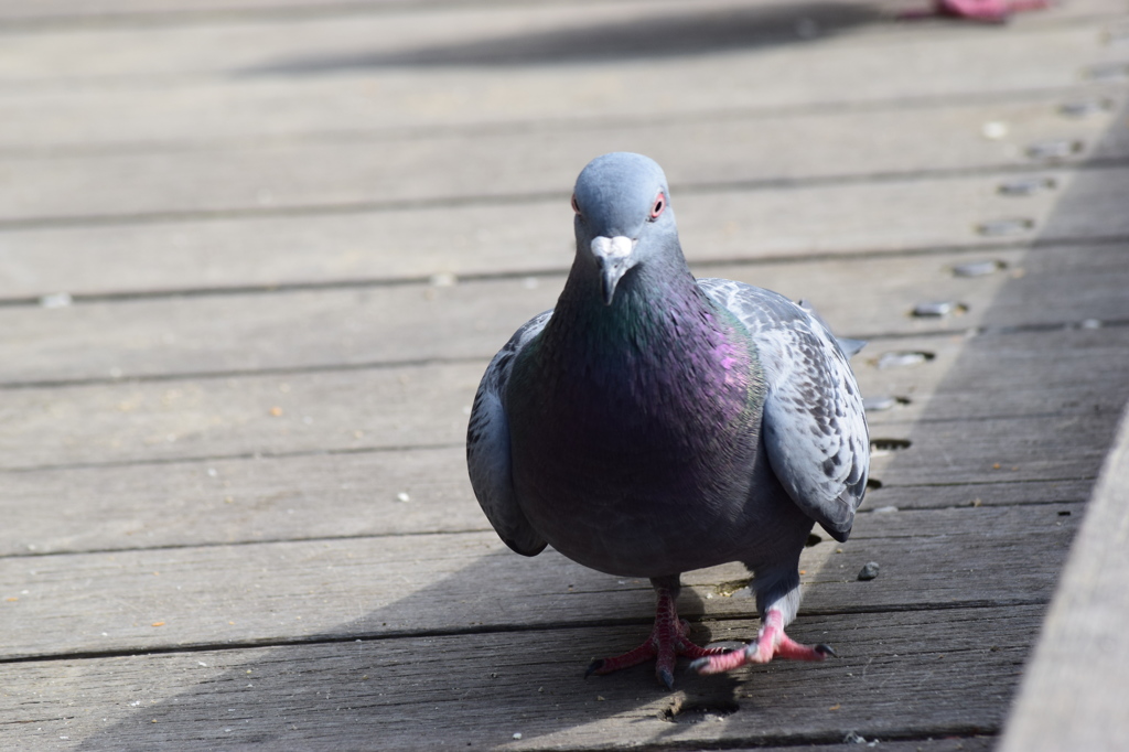 pigeon