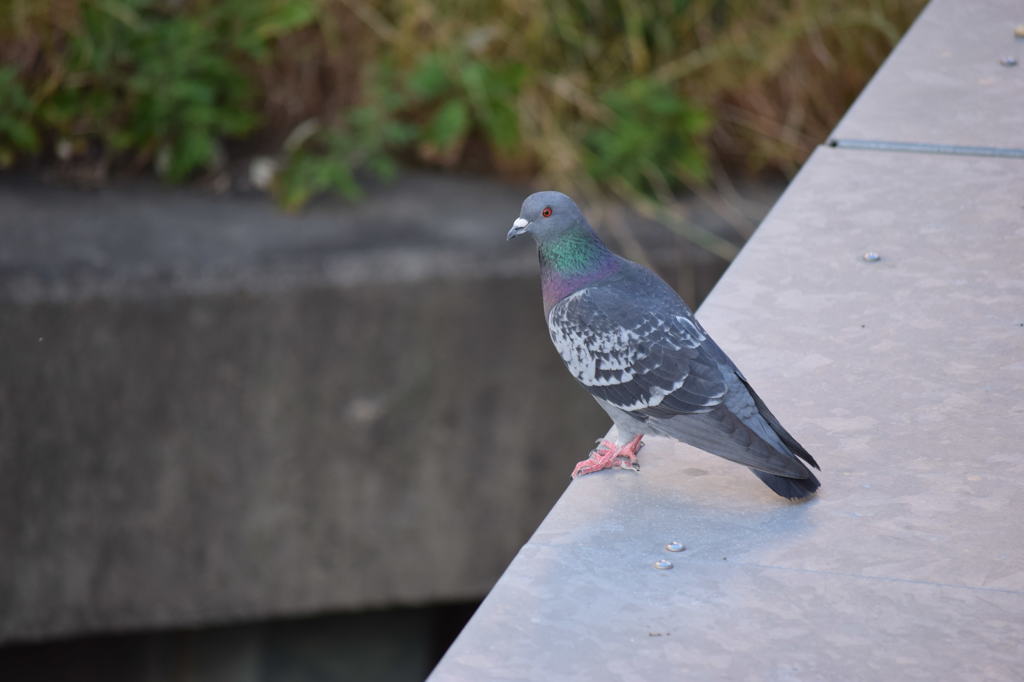 pigeon