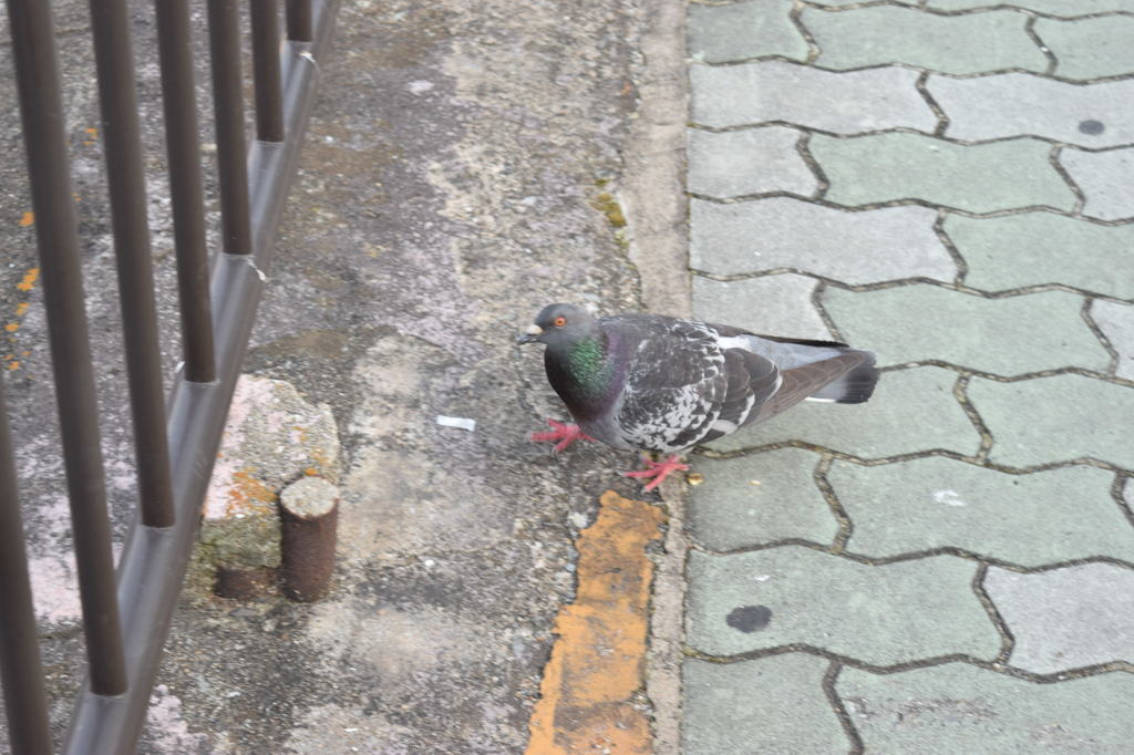 pigeon