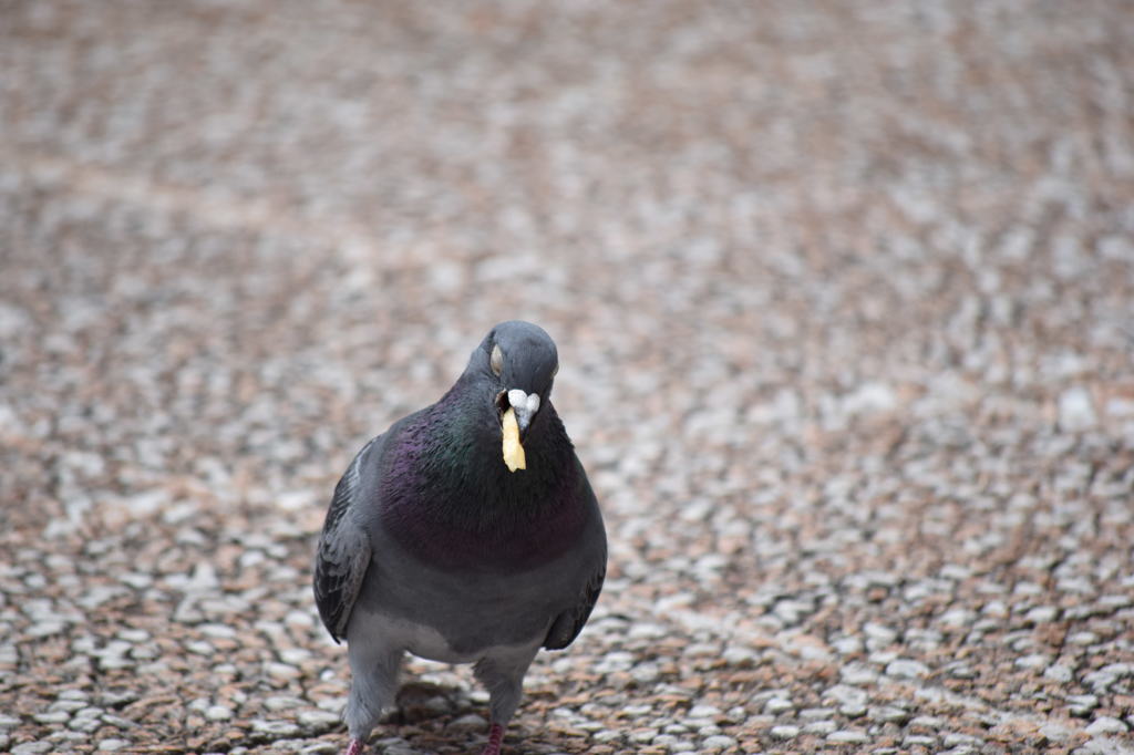 pigeon