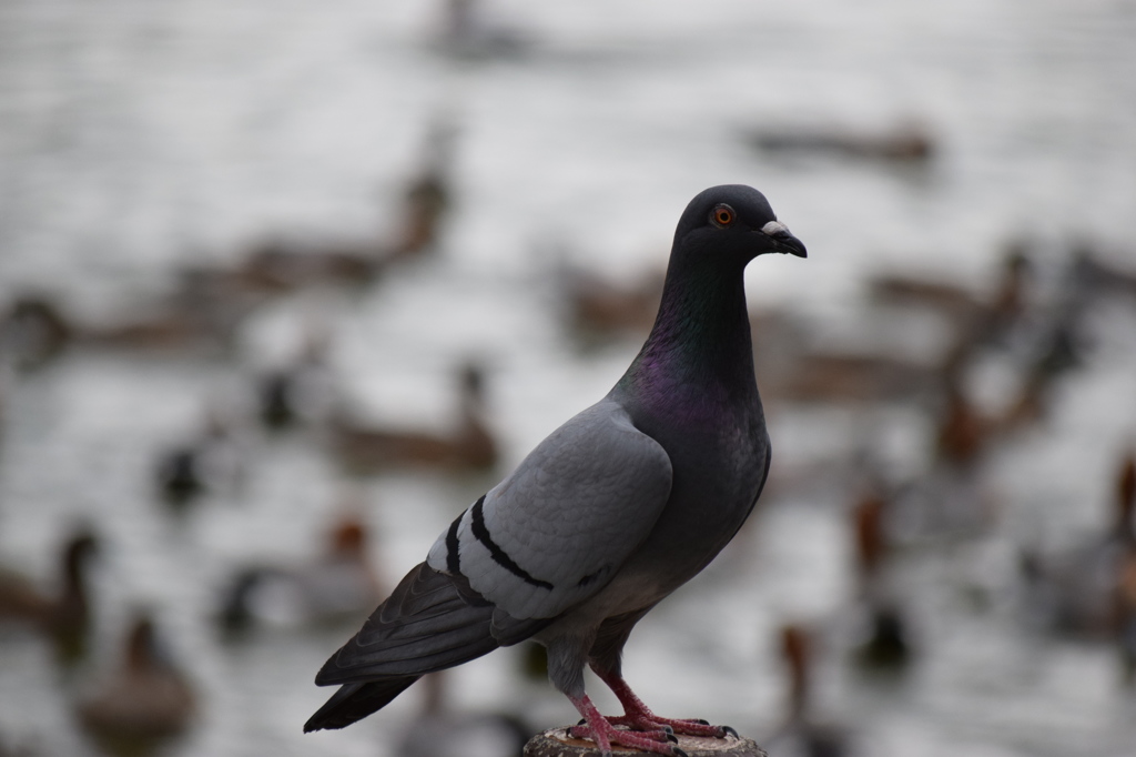 pigeon