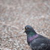 pigeon