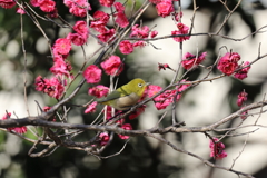 竹漢の森