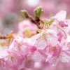 河津桜