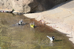 メジロの水遊び
