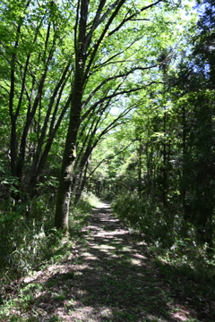 中山道（御嶽宿ー細久手宿）