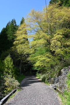 中山道（馬籠宿ー妻籠宿）