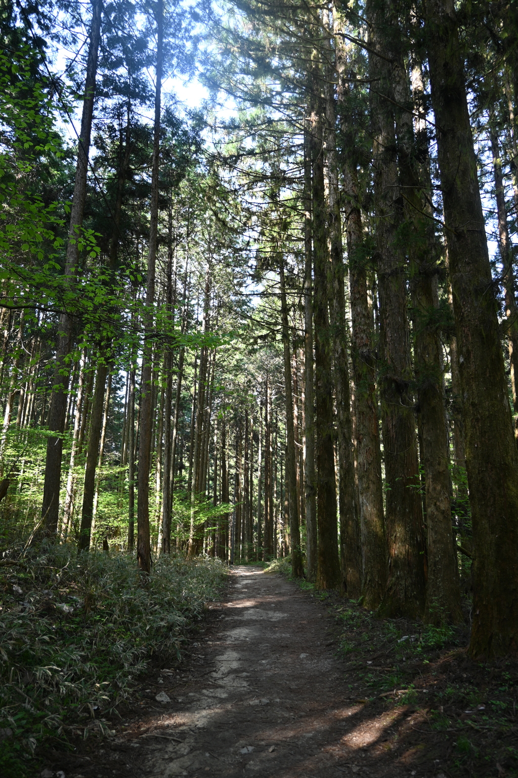 中山道（馬籠宿ー妻籠宿）