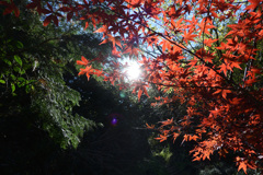 静岡県　宇津谷峠　蔦の細道　紅葉