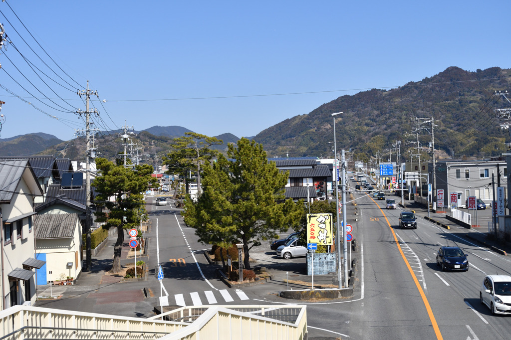 東海道　松並木