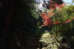 静岡県　宇津谷峠　蔦の細道　紅葉