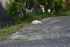 中山道（大湫宿ー大井宿）