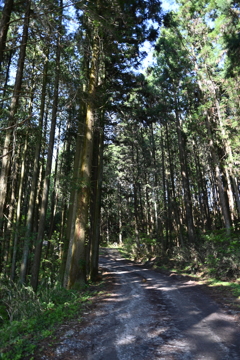 中山道（大湫宿ー大井宿）