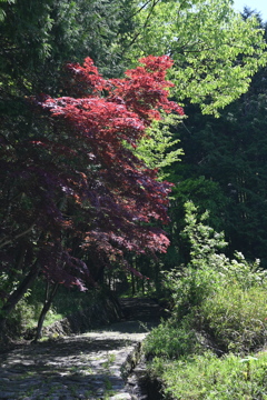 中山道（御嶽宿ー細久手宿）