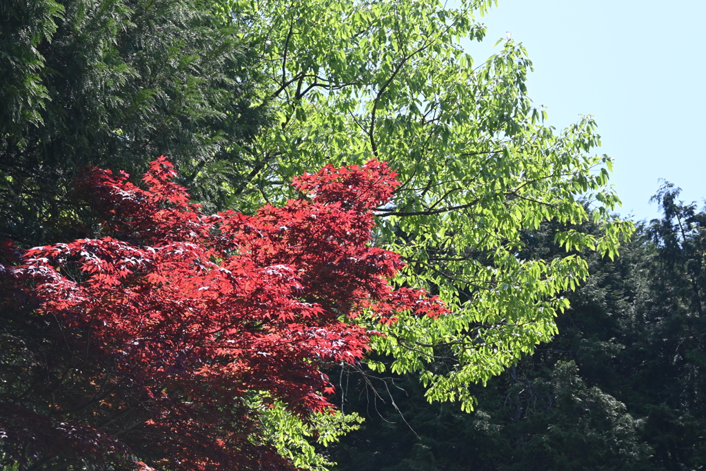 中山道（御嶽宿ー細久手宿）