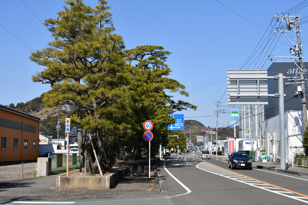 岡部宿の松並木