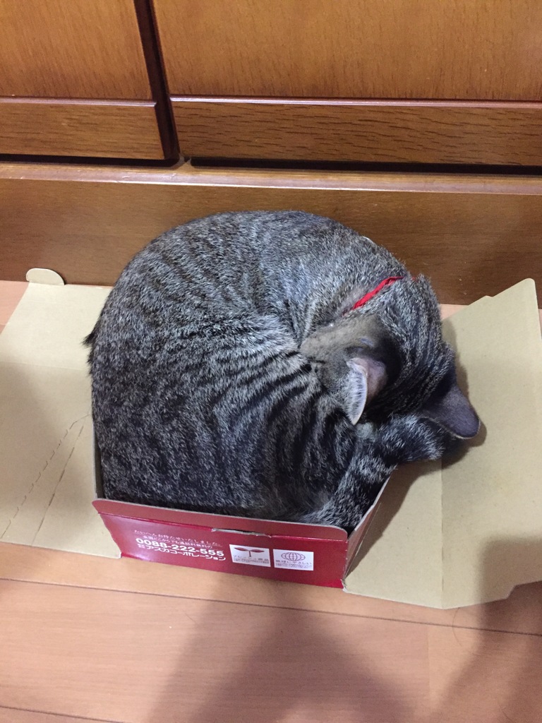 リッキーちゃん