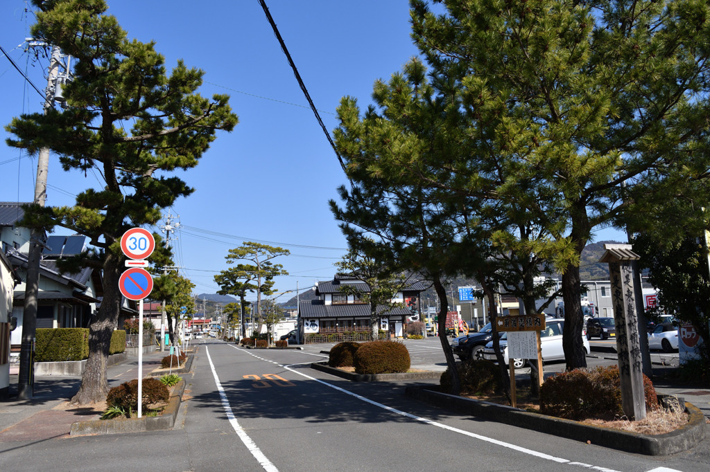 東海道　松並木