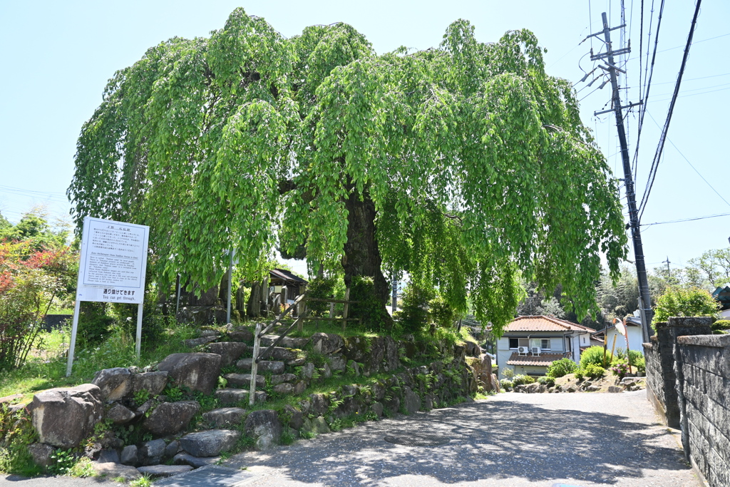 中山道（中津川宿ー落合宿）