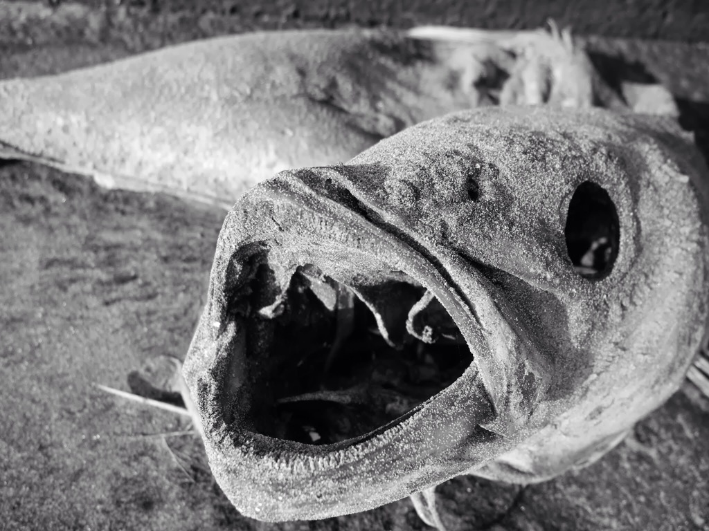 死んだ魚