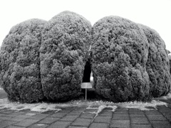 植え込み