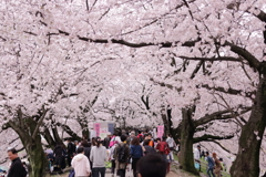 八幡 桜まつり