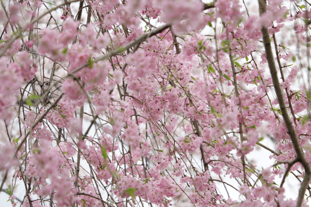 枝垂れ桜