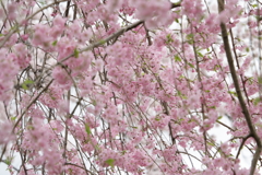 枝垂れ桜