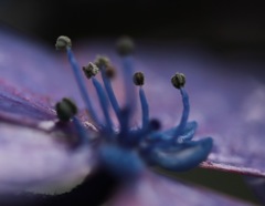 紫陽花