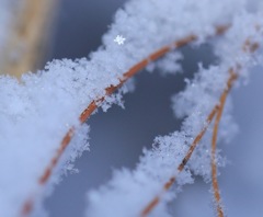 雪化粧