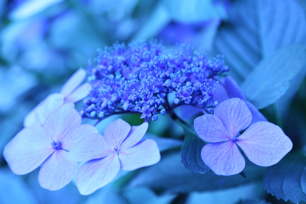 紫陽花