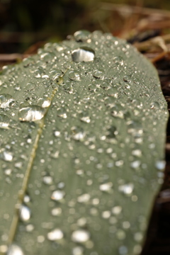雨上がり