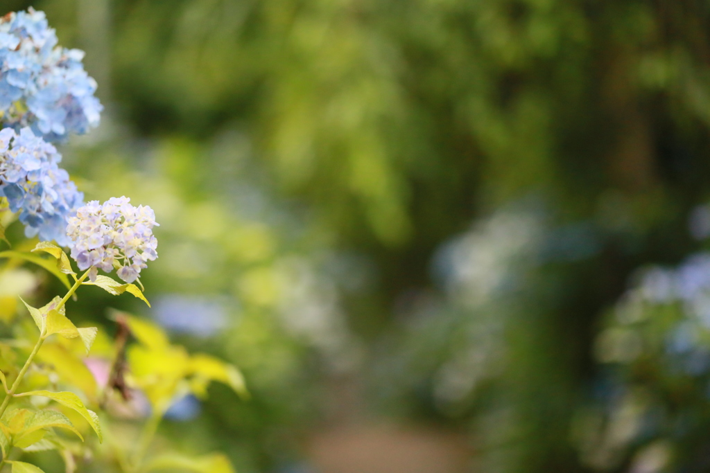 紫陽花