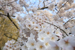 さくら