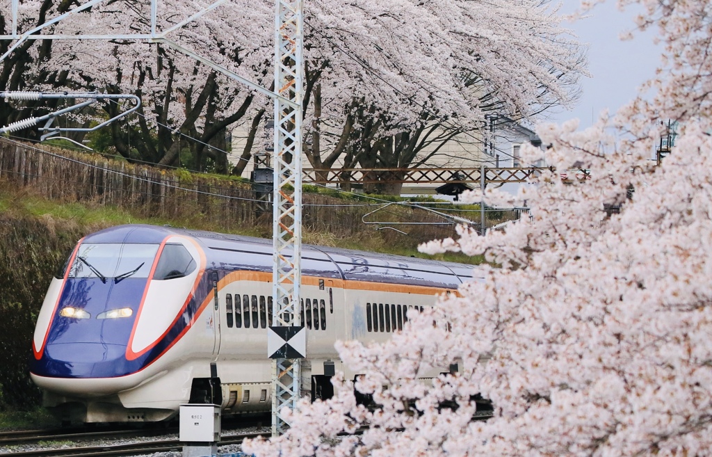 つばさ