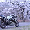 花は桜木 バイクは７Ｒ