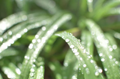 雨上がり