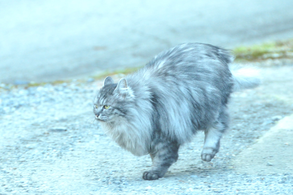 千の風になって