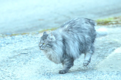 千の風になって