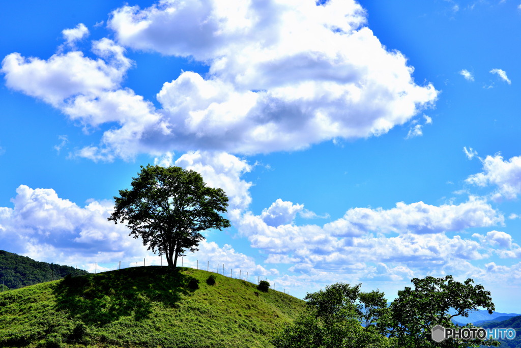 夏の空