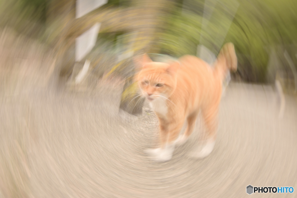 ぐるぐるネッコ