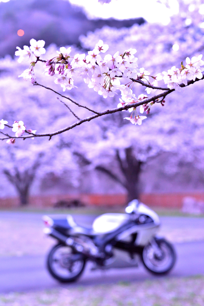 花は桜木 バイクは７Ｒ