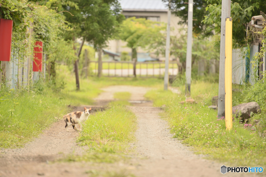 路地にて