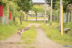 路地にて