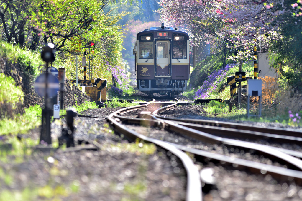 新緑の朝