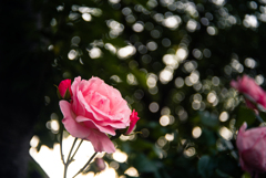 薔薇と蕾